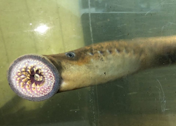 "أسماك مصاصة الدماء" المُرعبة تتكاثر في أحد أنهار أمريكا