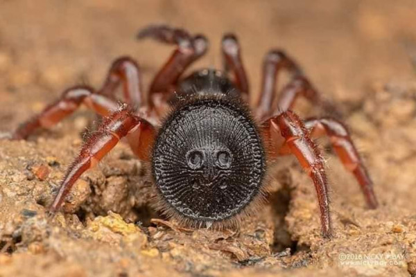 هل حقاً يقضي هذا العنكبوت على الإنسان بأقل من دقيقة؟