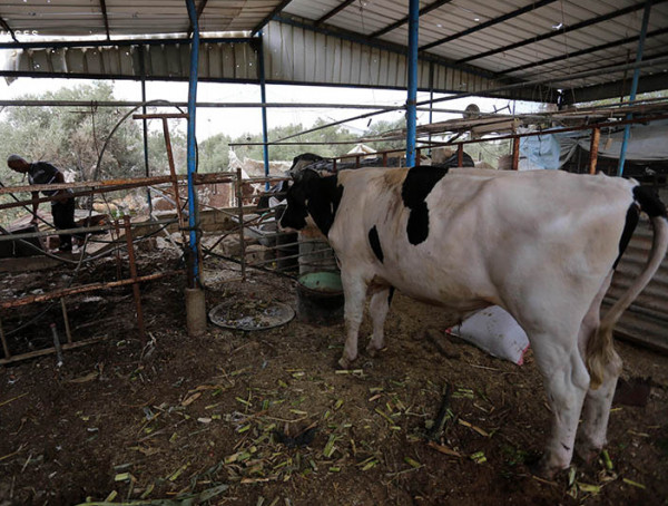 شاهد: آثار القصف الإسرائيلي على مزرعة أبقار شرقي مدينة غزة