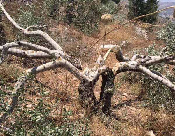 محافظ سلفيت يستنكر إقدام الاحتلال إعدام أكثر 200 شجرة معمرة بـ "ياسوف"