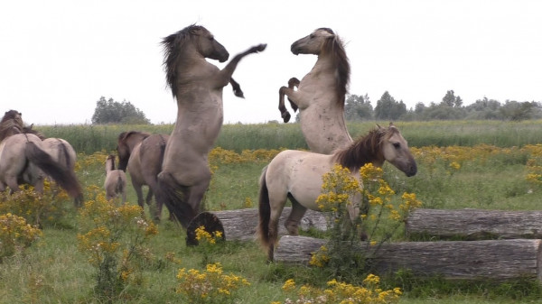 شاهد: حصانان يستعرضان قوتهما لإثارة إعجاب المهرات بمجموعتيهما