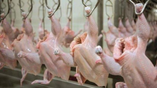 الحكومة الأردنية توضح حقيقة استيراد الدجاج الفاسد من أوكرانيا