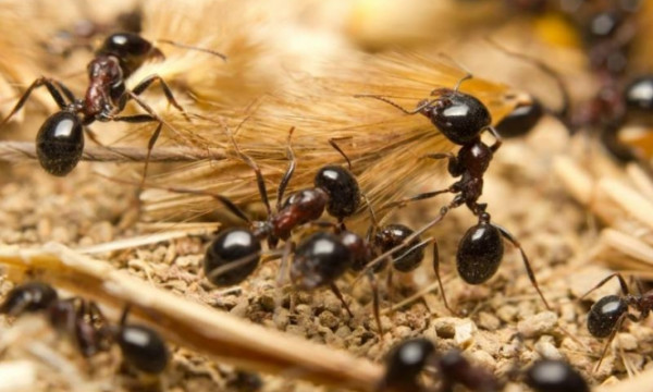 خبيرة تكشف علاقة النمل بالحسد