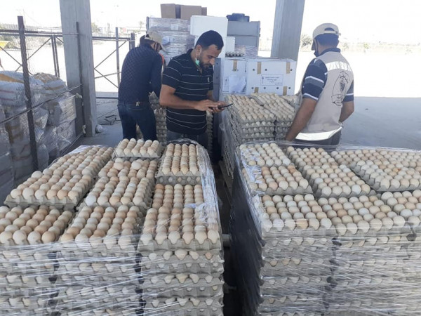 غزة: الزراعة تتلف (11150) بيضة دجاج لاحم مخالفة للمواصفات الفنية