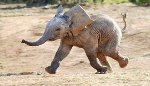 شاهد: فيل صغير يداعب أمه