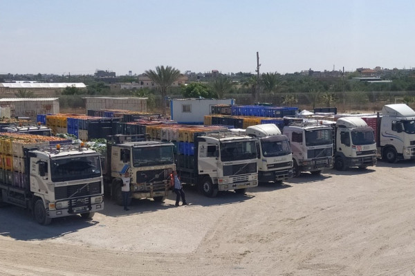 شاهد: إدخال عشرات الشاحنات المحملة بالمواد الغذائية لغزة