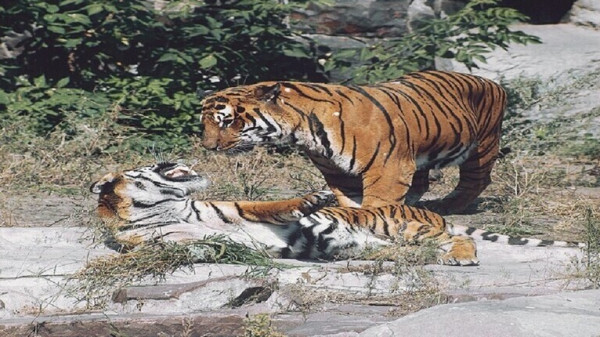 الأمم المتحدة تشيد ببرنامج روسيا لحماية النمور من الانقراض