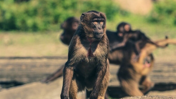 استفتاء "تاريخي" في سويسرا قد يمنح القردة "حقوقا أساسية" كالبشر
