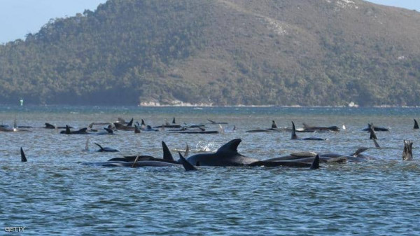 "نفوق جماعي".. غموض يحيط بمأساة الحيتان في أستراليا