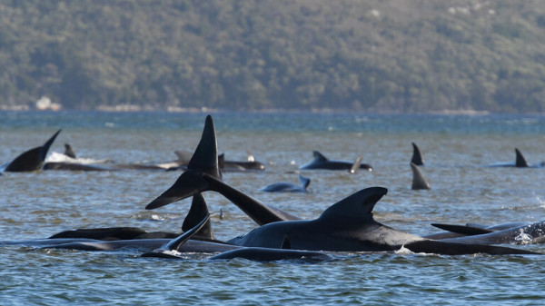 صور: نفوق مئات الحيتان الطيارة في أكبر حدث من نوعه بتاريخ أستراليا
