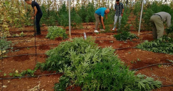 الحبس 15 سنة لمدانين بتهمة زراعة مواد مخدرة