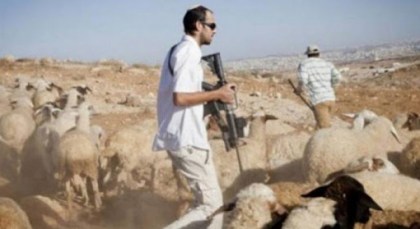 مستوطنون يعتدون على رعاة أغنام جنوب الخليل