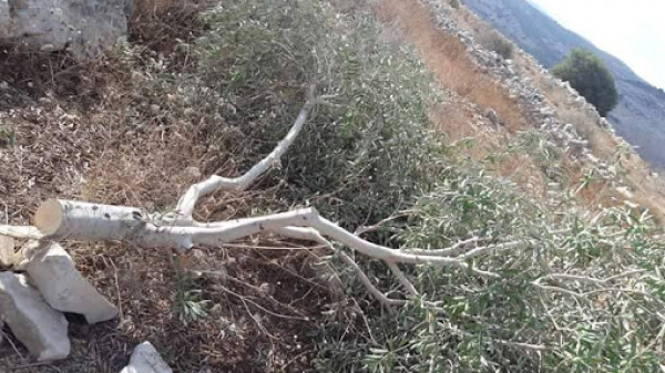 مستوطنون يحطمون عشرات أشجار الزيتون جنوب الخليل