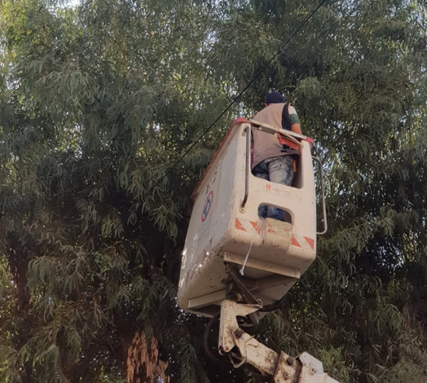 ‏قلقيلية: حملة لتقليم الأشجار الملامسة لشبكات الكهرباء‏ لاستقبال فصل الشتاء