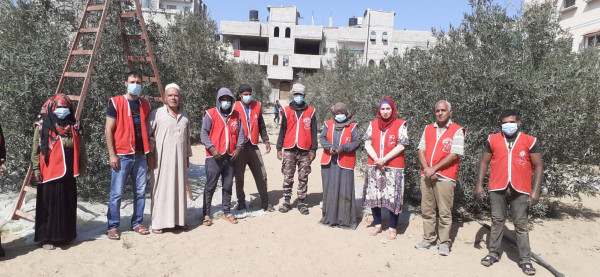 المنظمات الجماهيرية للجبهة الديمقراطية تستكمل حملاتها التطوعية لجني ثمار الزيتون برفح