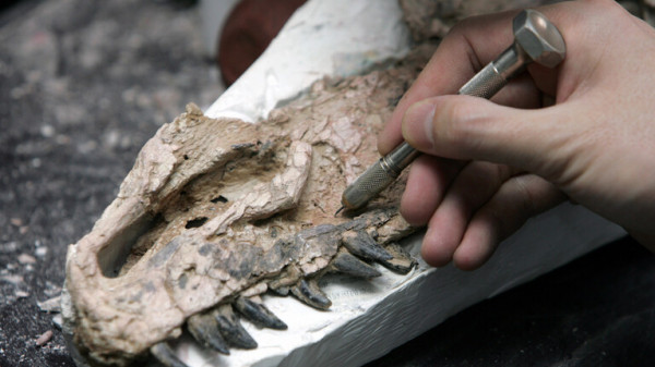 اكتشاف أول بقايا أحفورية لجنين ديناصور "نادر للغاية"