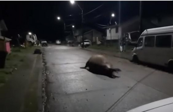 شاهد: حيوان بحري ضخم يفاجئ سكان مدينة تشيلية بجولته الليلية في الشوارع