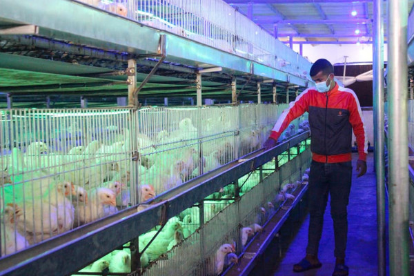 صور.. "الزراعة" بغزة تتفقد مزارع الدجاج الحديثة