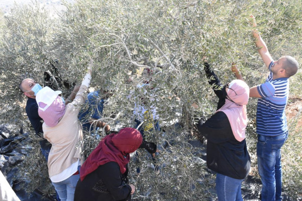 محافظة سلفيت تنظم يوم تطوعي لقطف ثمار الزيتون