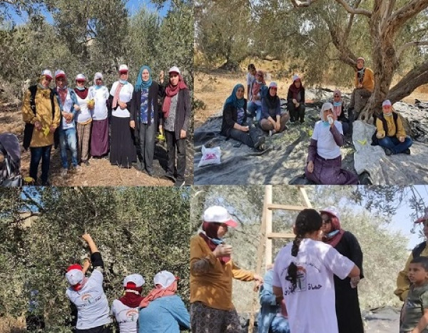 اتحاد الجان العمل النسائي ينظم حملة تطوعيه لقطف الزيتون بمحافظة طولكرم