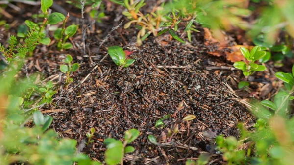 لماذا يمتلك النمل قوة جسدية هائلة؟