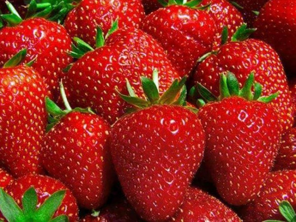 إجمالي صادرات محافظة الإسماعيلية من المنتجات الزراعية يبلغ 4 و403 مليون دولار