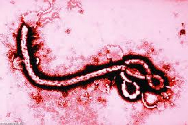 (إيبولا) .. معلومات قد تجهلها عن أكثر الأمراض فتكاً على وجه الأرض