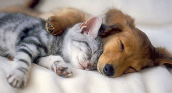 سؤال مُحيّر.. هل تحلم الحيوانات أثناء نومها؟