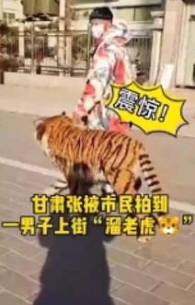 شاهد: شاب صينى يصبغ كلبه ليشبه النمور