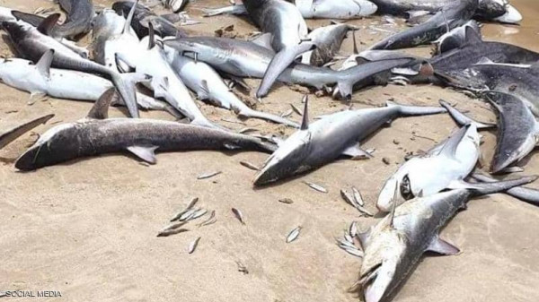 الغموض يزيد حول موت عشرات أسماك القرش بأستراليا