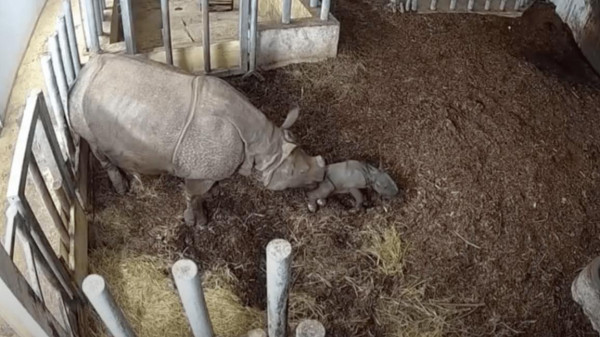 ولادة وحيدة قرن هندية مهددة بالانقراض في بولندا