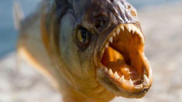 هل جربت الغوص يوماً بين أسماك البيرانا المفترسة؟