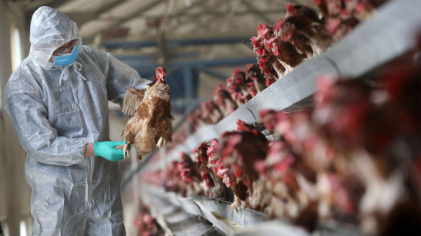 التشيك تعلن تفشي فيروس إنفلونزا الطيور في مزرعة دواجن