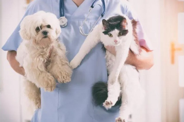 باحثون بريطانيون يطالبون بلقاح لحماية القطط والكلاب من فيروس (كورونا)