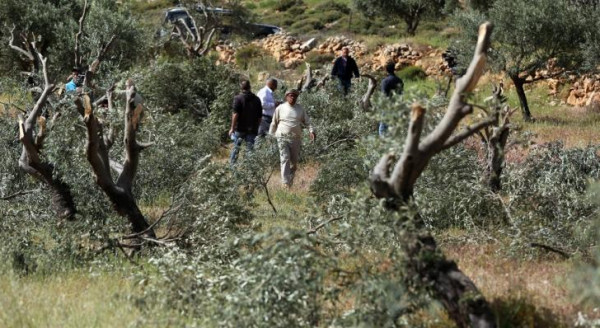 قوات الاحتلال تقتلع أشجار الزيتون جنوب بيت لحم