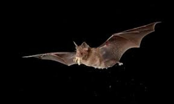 لماذا يتهم الخفاش بنشر فيروسات العالم القاتلة ؟