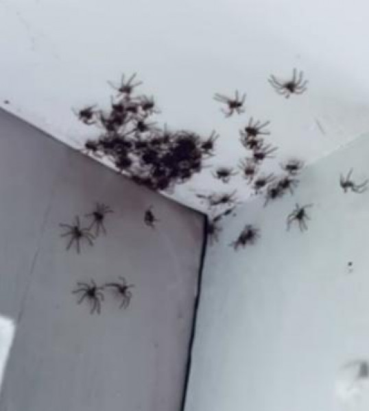 شاهد: المئات من العناكب "آكلة اللحوم" تغزو غرفة نوم مراهقة