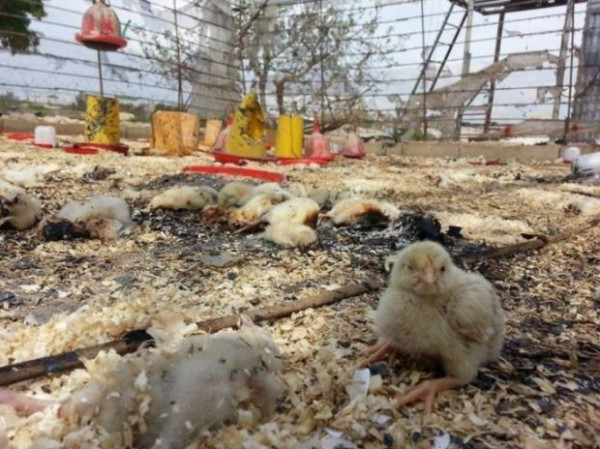 نفوق 12 ألف طير إثر حريق داخل مزرعة لتربية الطيور في عجة