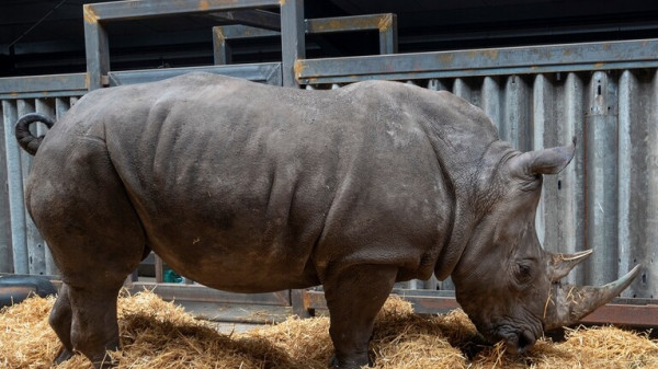 شاهد: أنثى وحيد القرن "إيما" ستسافر من تايوان لليابان للتزاوج