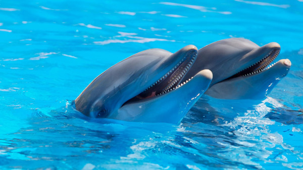 شاهد: جمال سباحة مئات الدلافين بمسابقة في كاليفورنيا