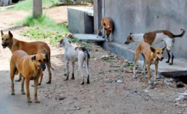 بسبب انتشار داء الكلب.. الصحة الإسرائيلية تحذر من مخالطة الحيوانات