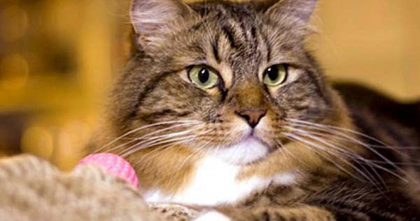 شاهد: اليابان تكرم قطة و تعينها مديرة شرطة لإنقاذها شخص