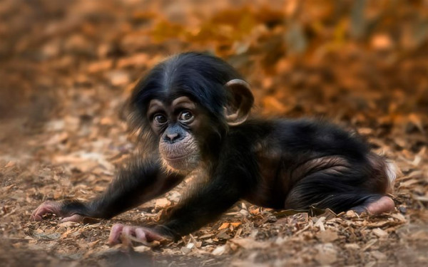 شاهد: كيف رحب الشمبانزي بعودة الزوار لحديقة حيوانات بريطانية