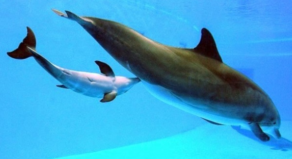 شاهد: لقطات تعرض لأول مرة لحوت عنبر يرضع من ثدي أمه