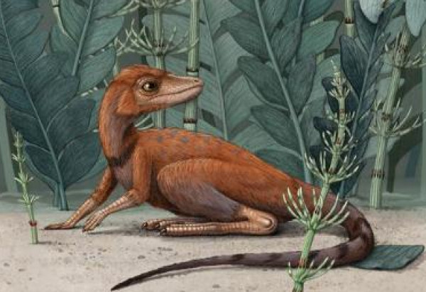 شاهد: أصغر بصمة على الإطلاق لطفل ديناصور ستيغوصور بحجم قط