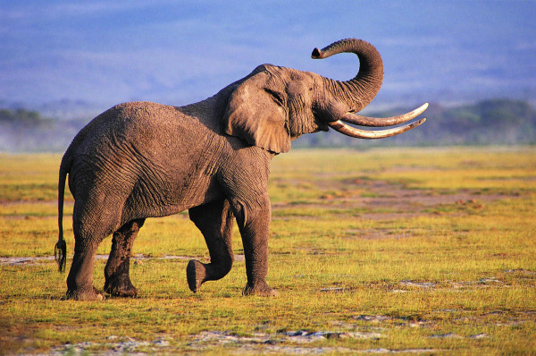 المهددين بالانقراض.. زيمبابوي تدرس بيع حقوق صيد 500 فيل
