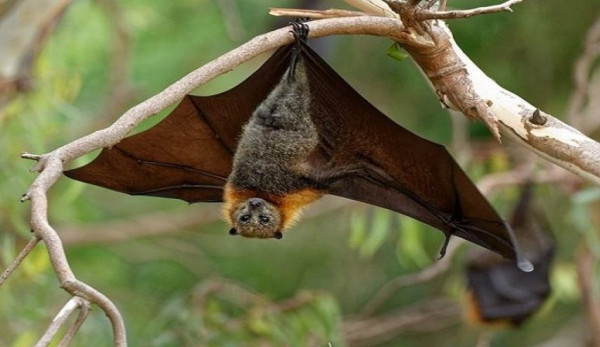 بريطانيا: اكتشاف فيروس شبيه بـ(كورونا) لدى الخفافيش