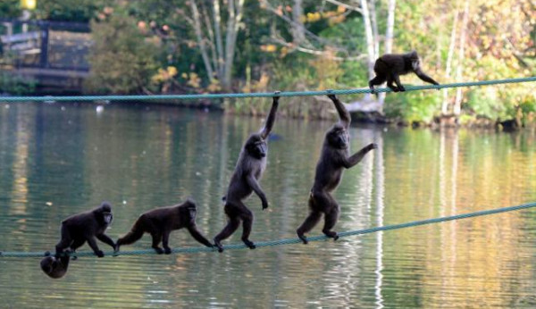 للمرة الثالثة على التوالي.. فرار عدد كبير من القرود من حديقة حيوان ألمانية