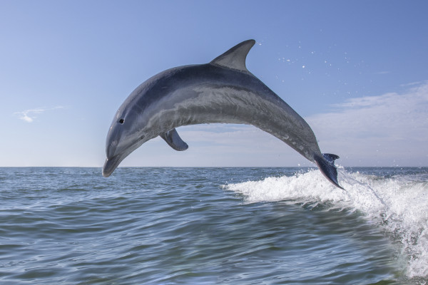 شاهد: دلفين أبيض وغريب يظهر من الأعماق ويترك العلماء بحالة ذهول