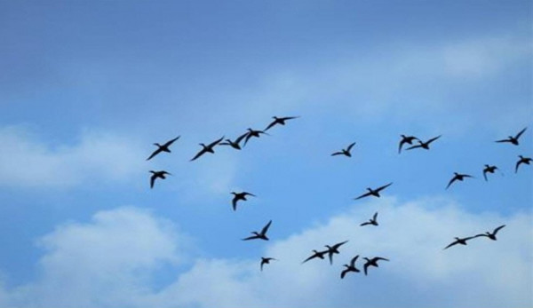 هل عدد الطيور في كوكبنا يزيد عن عدد السكان ؟